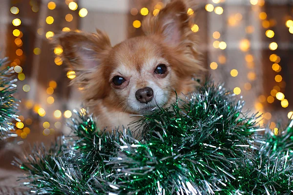子犬Chihuahua上のプレイではガーランドニブル骨クリスマス休暇 — ストック写真