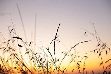 Gündoğumunda çivi ve çimen, günbatımında gökyüzünün farklı renkleri.