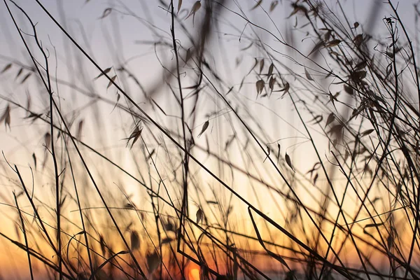 Špička Tráva Při Východu Slunce Krajiny Gradient Různých Barev Oblohy — Stock fotografie