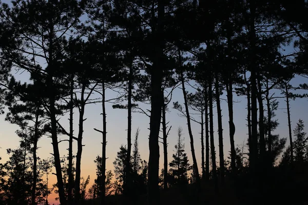 Bosque Atardecer Paisaje Oscuro Árboles Altos Gradiente Diferentes Colores Del — Foto de Stock
