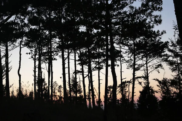 Bosque Atardecer Paisaje Oscuro Árboles Altos Gradiente Diferentes Colores Del — Foto de Stock