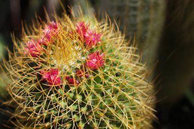 Dikenli yeşil bitki kaktüsü