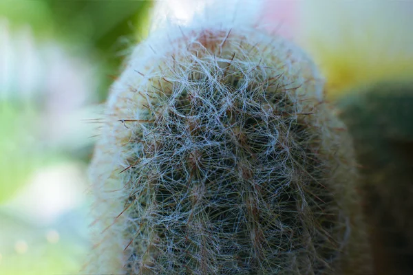 有刺的绿色植物仙人掌 — 图库照片