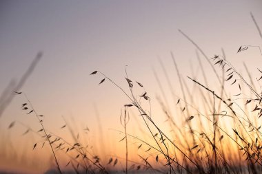 Deniz kıyısında gün batımı, şafak manzarası