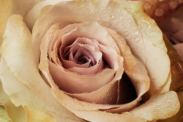 Macro Photo Une Belle Fleur Rose — Photo