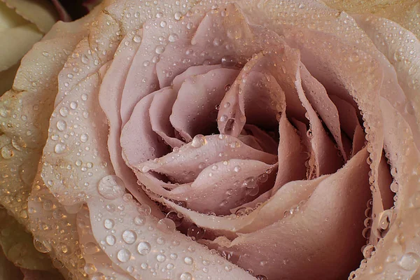 Güzel Bir Gül Çiçeğinin Makro Fotoğrafı — Stok fotoğraf