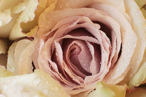 Macro Photo Une Belle Fleur Rose — Photo