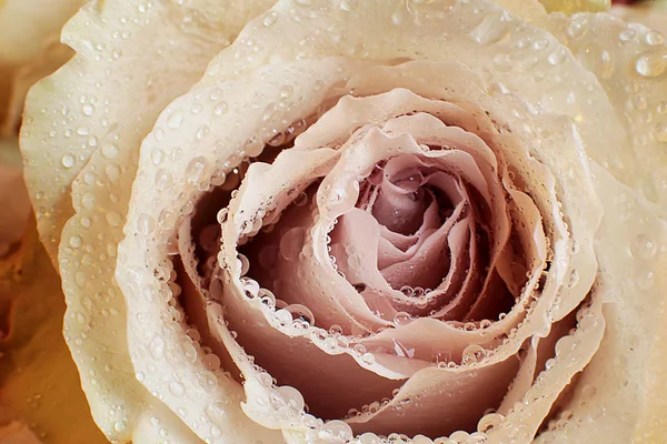 Güzel Bir Gül Çiçeğinin Makro Fotoğrafı — Stok fotoğraf