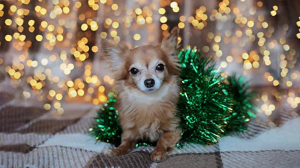 Roter Lustiger Zwerghund Chihuahua Neujahrsstimmung Bokeh Girlande Ein Welpe Lächelt — Stockfoto