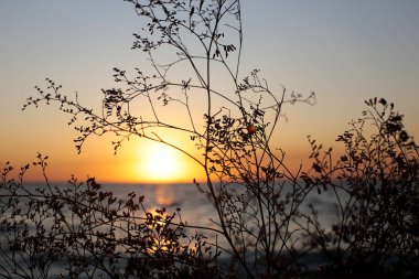 Otların kulakları deniz günbatımının arka planına karşı, bitki örtüsü ve fauna doğanın güzelliği şafağın şafağı