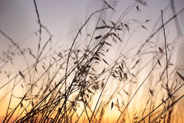 Otların kulakları deniz günbatımının arka planına karşı, bitki örtüsü ve fauna doğanın güzelliği şafağın şafağı