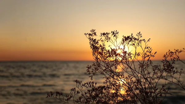 Orecchie Erba Sullo Sfondo Del Tramonto Del Mare Flora Fauna — Foto Stock