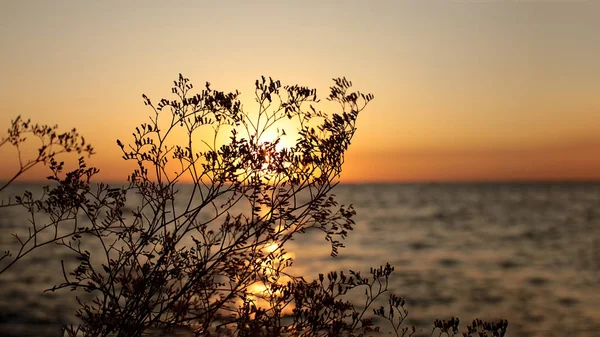 Orejas Hierba Sobre Telón Fondo Puesta Del Sol Del Mar — Foto de Stock