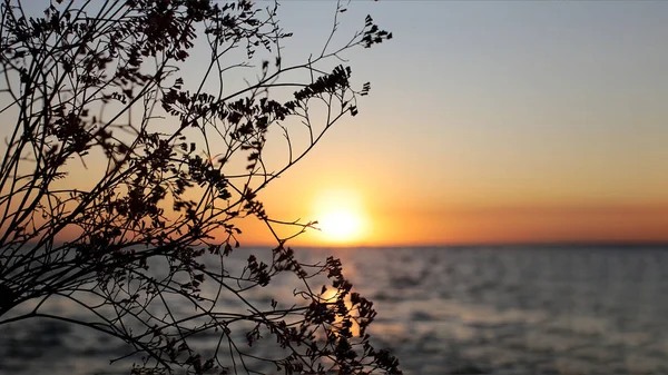 Grasohren Vor Dem Hintergrund Des Sonnenuntergangs Meer Flora Und Fauna — Stockfoto