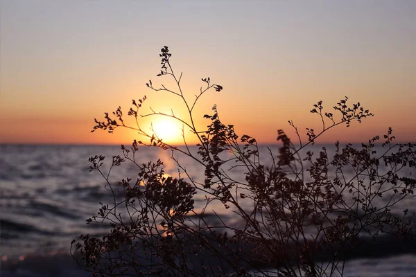 Ears Grass Backdrop Sea Sunset Flora Fauna Beauty Nature Dawn — Stock Photo, Image