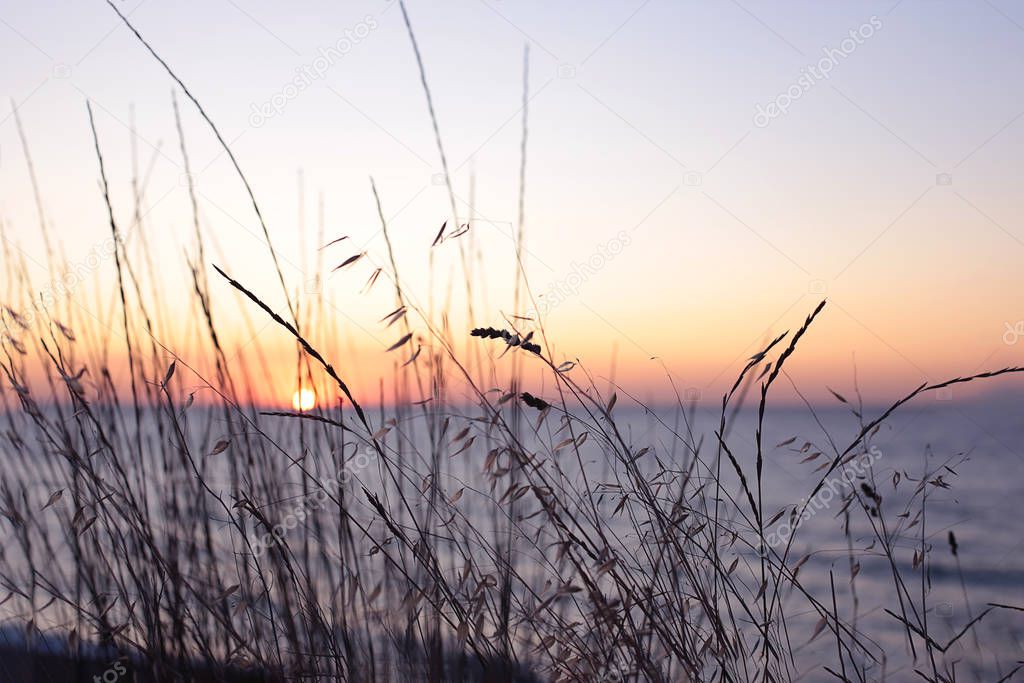 Ears of grass against the backdrop of sea sunset, flora and fauna the beauty of nature dawn