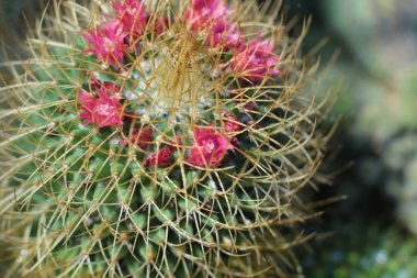 Green plant cactus flower with thorns and spikes clipart
