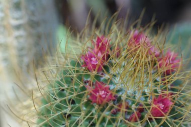 Dikenli ve dikenli yeşil bitki kaktüsü çiçeği