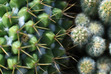 Dikenli ve dikenli yeşil bitki kaktüsü çiçeği