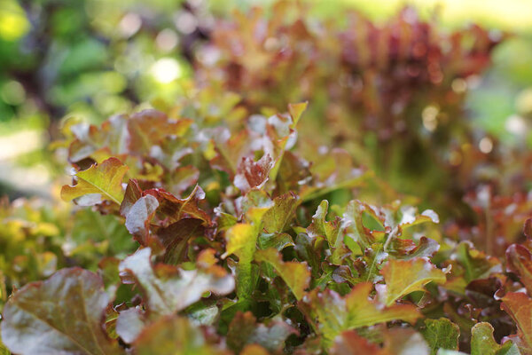 macro photo edible greens growing in the garden