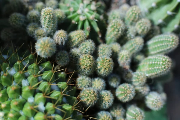 Zöld Növény Kaktusz Virág Tövisekkel Tüskékkel — Stock Fotó