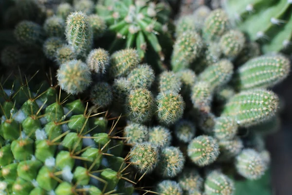 Grüne Pflanzenkaktusblüte Mit Dornen Und Ähren — Stockfoto