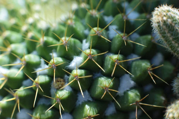 とげとスパイクのある緑の植物サボテンの花 — ストック写真