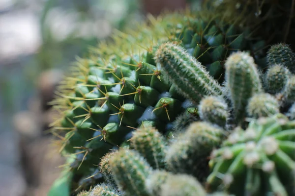 とげとスパイクのある緑の植物サボテンの花 — ストック写真