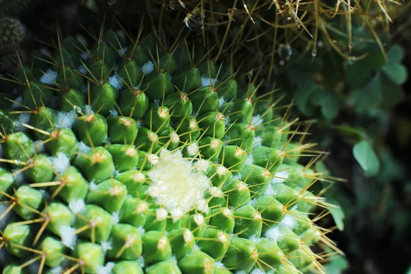 Grüne Pflanzenkaktusblüte Mit Dornen Und Ähren — Stockfoto