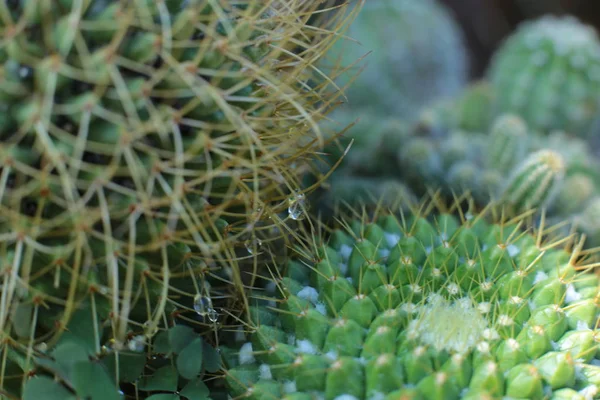 Flor Cacto Planta Verde Com Espinhos Espinhos — Fotografia de Stock