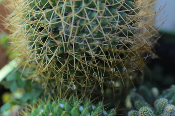 Grønn Plante Kaktusblomst Med Torner Pigger – stockfoto