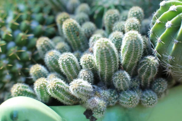 とげとスパイクのある緑の植物サボテンの花 — ストック写真