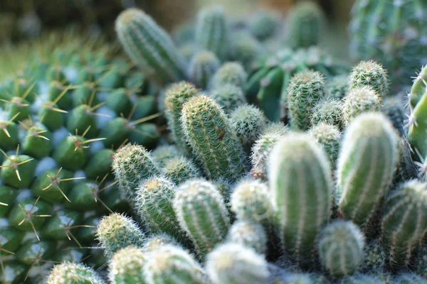 とげとスパイクのある緑の植物サボテンの花 — ストック写真