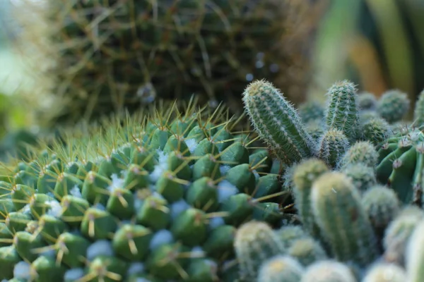 Flor Cactus Planta Verde Con Espinas Espinas — Foto de Stock