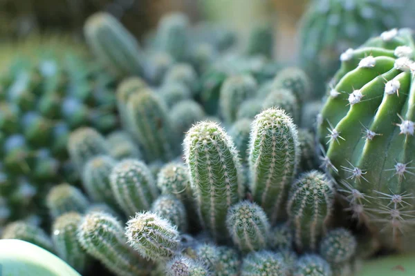 Flor Cactus Planta Verde Con Espinas Espinas — Foto de Stock