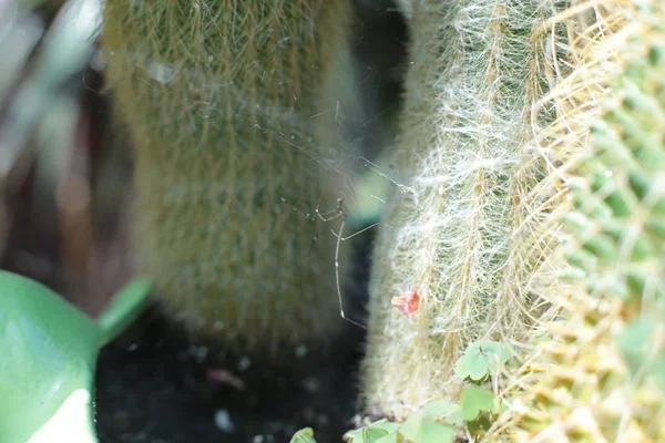 Grön Växt Kaktus Blomma Med Taggar Och Spikar — Stockfoto