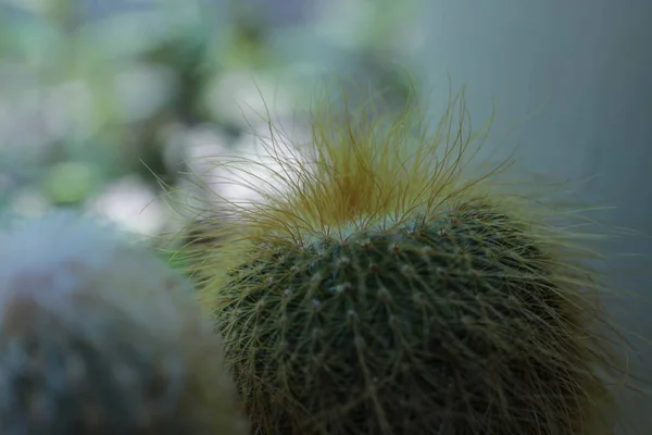 Grön Växt Kaktus Blomma Med Taggar Och Spikar — Stockfoto