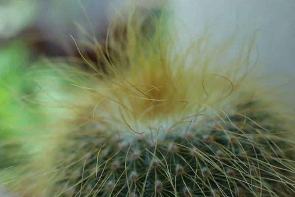 Kwiat Kaktusa Kolcami Cierniami — Zdjęcie stockowe