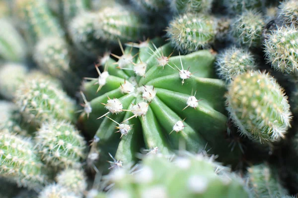 Flor Cacto Planta Verde Com Espinhos Espinhos — Fotografia de Stock