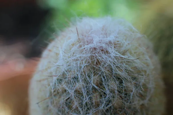 Pianta Verde Fiore Cactus Con Spine Punte — Foto Stock