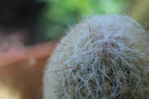 Pianta Verde Fiore Cactus Con Spine Punte — Foto Stock