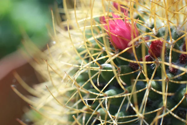 Flor Cactus Planta Verde Con Espinas Espinas —  Fotos de Stock