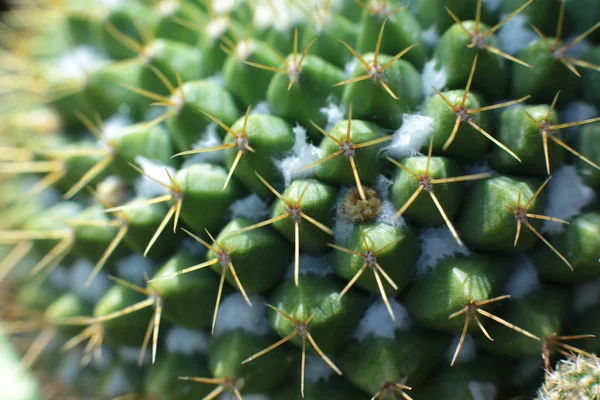 とげとスパイクのある緑の植物サボテンの花 — ストック写真