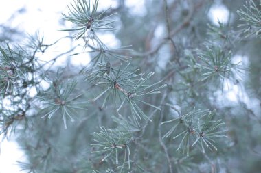 winter landscape snow cold background