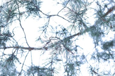 winter landscape snow cold background