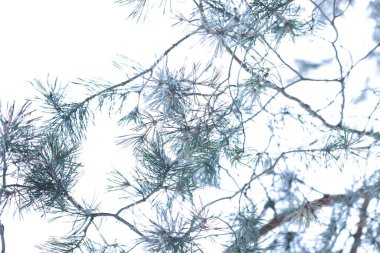 winter landscape snow cold background