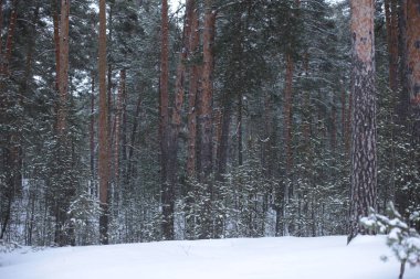 winter landscape snow cold background
