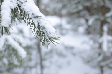winter landscape snow cold background