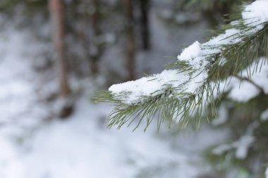 winter landscape snow cold background