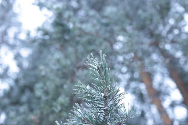 Зимовий Пейзаж Сніг Холодний Фон — стокове фото